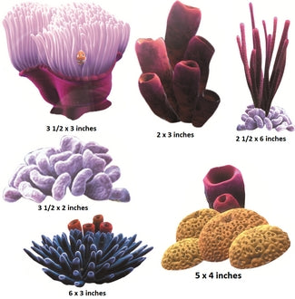 Illustrations of various types of coral with dimensions below each.