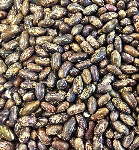 TopCrop Top Crop Green Bean Bush Beans Seed 25 Count Seeds
